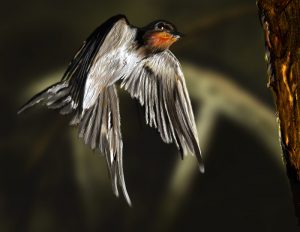 swallow